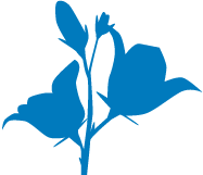 Blåklocka